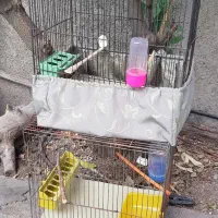 قفس پرنده