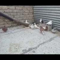 کبوتر|پرنده|اصفهان, جلالیه|دیوار