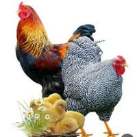 مرغ و خروس محلی و گوشتی برای خون کردن