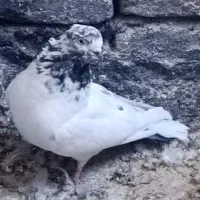 سلام ، سه صید قیمت مناسب