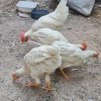 جوجه ۳ماهه