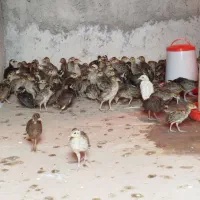 فروش انواع نژاد های قرقاول در انواع سنین