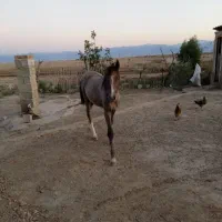 اسب ابستن ترکمن با کره ماده|اسب و تجهیزات اسبسواری|گنبد کاووس, |دیوار