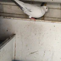 دو عدد نر دمبی (سبز و سیاه )
