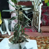گل طبیعی آپارتمانی|گل و گیاه طبیعی|مشهد, خواجه ربیع|دیوار