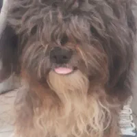 سگ شیتزو خوشگل حرف گوش کن