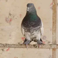 یک جفت خرقه کبوتر دمگیر کله دم سبز|پرنده|اصفهان, زهران|دیوار