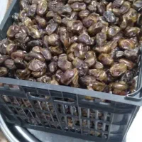 خرما گنتار