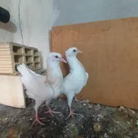 کوترعشق باز|پرنده|کرمانشاه, |دیوار