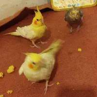 تعدادی عروس هلندی نرو ماده|پرنده|تبریز, |دیوار