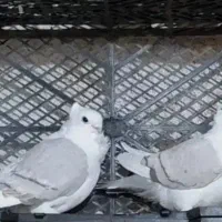 کفتر برژیکی یا پشت طاووسی