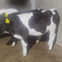 گوساله|حیوانات|یزد, |دیوار