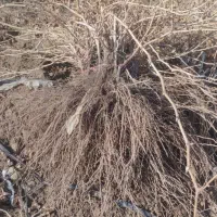 نهال انگور دوساله میخوای زنگ بزن|خدمات باغبانی و درختکاری|خرمدشت, |دیوار