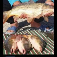 ماهی تازه سد عمده و خورده زیر قیمت کل ایران|ماهی|بوکان, |دیوار