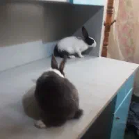 خرگوش ۲ ماهه|موش و خرگوش|ارومیه, |دیوار