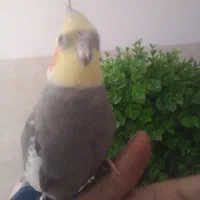 فروش عروس هلندی نرسخنگو