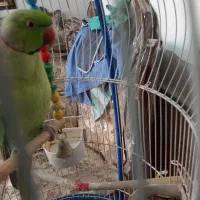 طوطی ملنگو|پرنده|کاشان, فاز ۲ ناجی آباد|دیوار