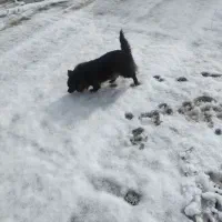 سگ گمشده|حیوانات|نهاوند, |دیوار