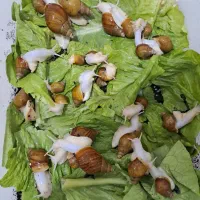 حلزون نژاد افریقایی