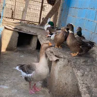 اردک غوغاز اردک وحشی