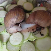 فروش حلزون آلبینو