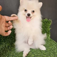 پامرین عروسکی