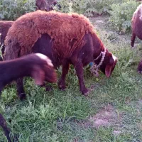 قوچ قرمز لخت