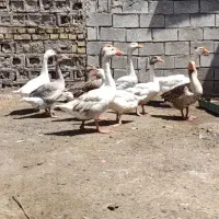 غاز|حیوانات مزرعه|اهواز, فتح|دیوار