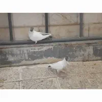 سه عدورح ویک عدد قرمزیمایا ویک عددترکیه