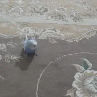 مرغ|حیوانات|نی‌ریز, |دیوار