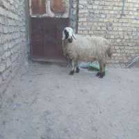 ۲عدد میش