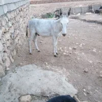 الاع نر یکسال ونیم