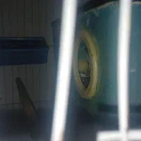 مرغ عشق تخمگذار|پرنده|خلیفان, |دیوار