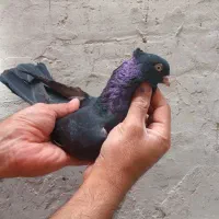 زاغ آبادانی نر جوان