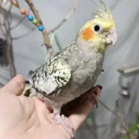 عروس هلندی