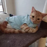 واگذاری گربه پسر یه پا نداره