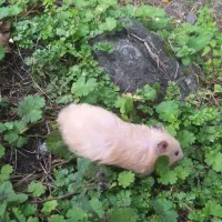 همستر نرو ماده