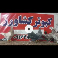 هفت عدد پلاکی رنگ روشن