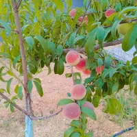 باغ ویلا هزارمتری همایجون (هماشهر)
