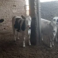 تلیسه آبستن