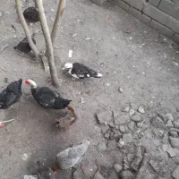 اردک  اسرائیلی