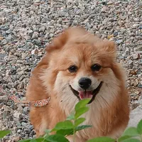 سگ پامیر روباهی|سگ|سنندج, |دیوار