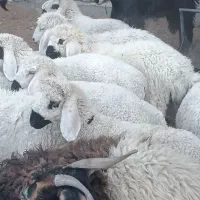 12تا‌بره‌6تانر6تاماده