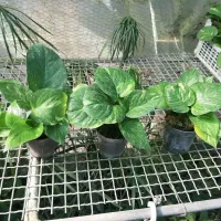 پتوس سبز ابلق نشایی