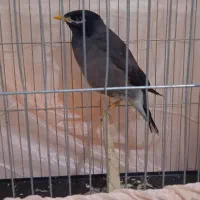 مرغ مینا اهلی