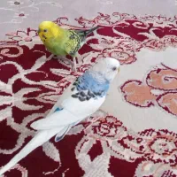 مرغ عشق|پرنده|قم, دروازه ری|دیوار