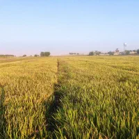 فروش شلتوک عقیلی|خوردنی و آشامیدنی|گتوند, |دیوار