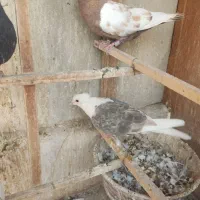 کبوتر رنگی ،سینه،پشتی کلاغ