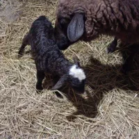 گوسفند رومانف و لاکون|حیوانات مزرعه|کیاشهر, |دیوار