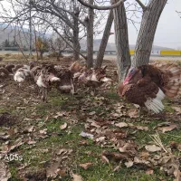 بوقلمون محلی درجه یک *